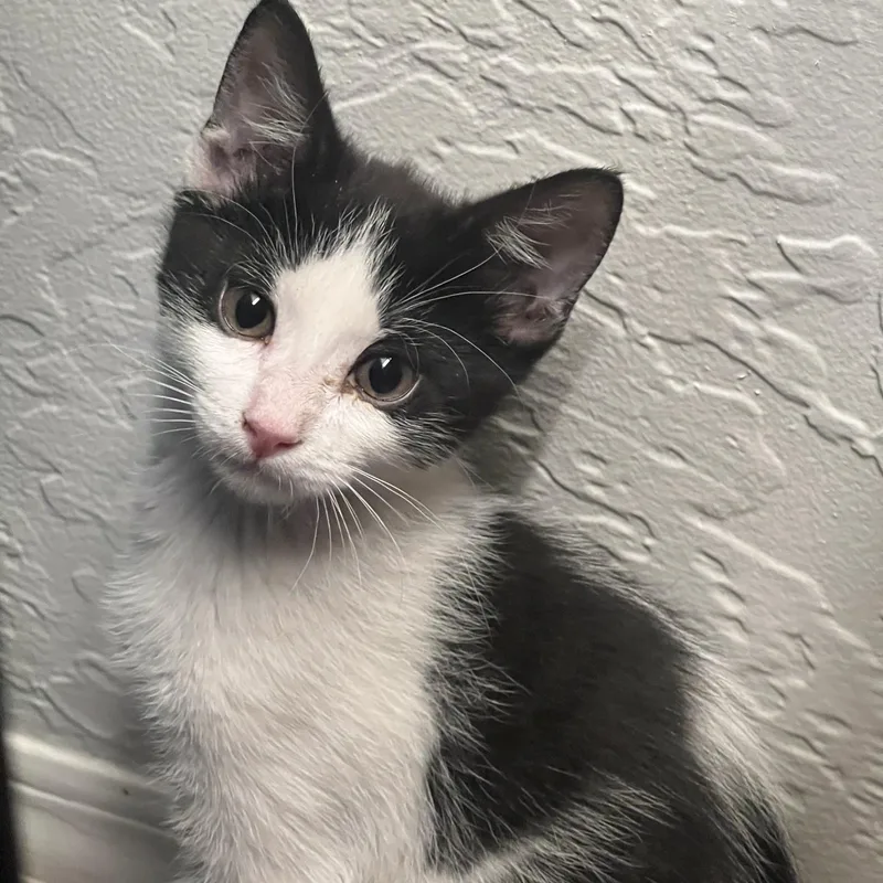 A baby small-sized male Black & White / Tuxedo Domestic Short Hair cat named Ricardo for adoption in Chandler, AZ