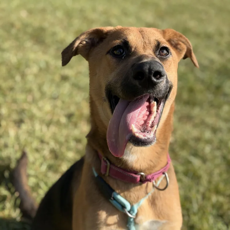 A young medium-sized female German Shepherd Dog dog named Fern for adoption in Pearland, TX