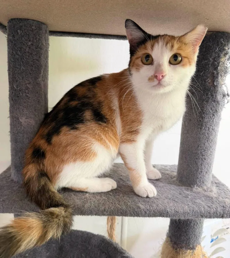 A young medium-sized female Calico Domestic Short Hair cat named Slippers for adoption in Metropolis, IL