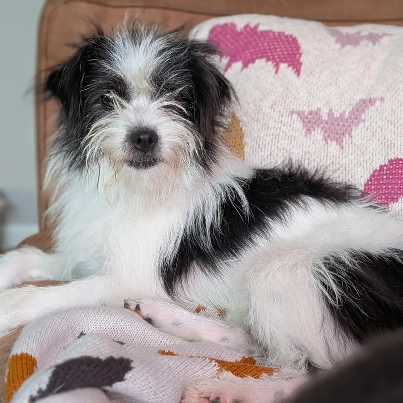 A baby small-sized female Terrier dog named Kiki for adoption in Palatine, IL