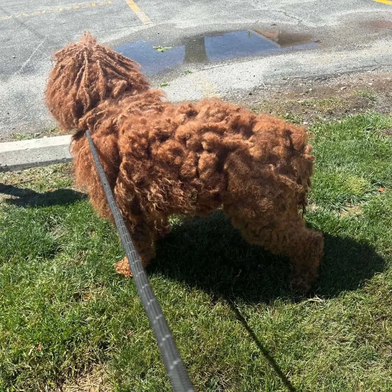 A young medium-sized female Goldendoodle dog named Dory for adoption in Minooka, IL