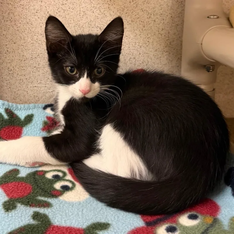 A baby small-sized male Black Domestic Short Hair cat named Kirby for adoption in Naperville, IL