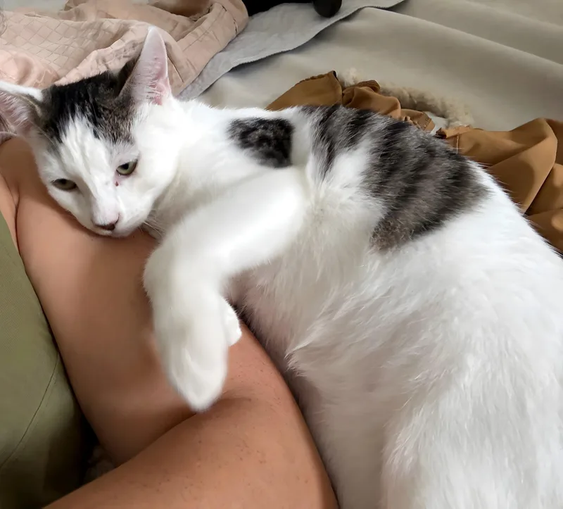 A baby medium-sized male White Domestic Short Hair cat named Scooter for adoption in Manhattan Beach, CA