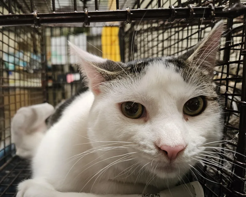 A baby medium-sized male Domestic Short Hair cat named Meownnaise for adoption in Los Angeles, CA