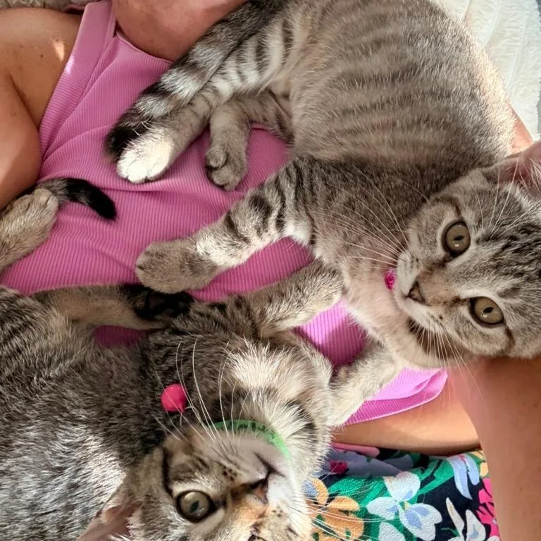 A baby small-sized female Brown / Chocolate Domestic Short Hair cat named Buttercream for adoption in Charlotte, NC
