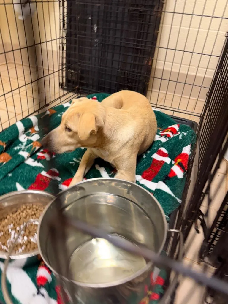 A young medium-sized female Mixed Breed dog named Roseann for adoption in Bossier City, LA