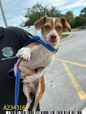 A young small-sized male Mixed Breed dog named Coconut for adoption in West Palm Beach, FL