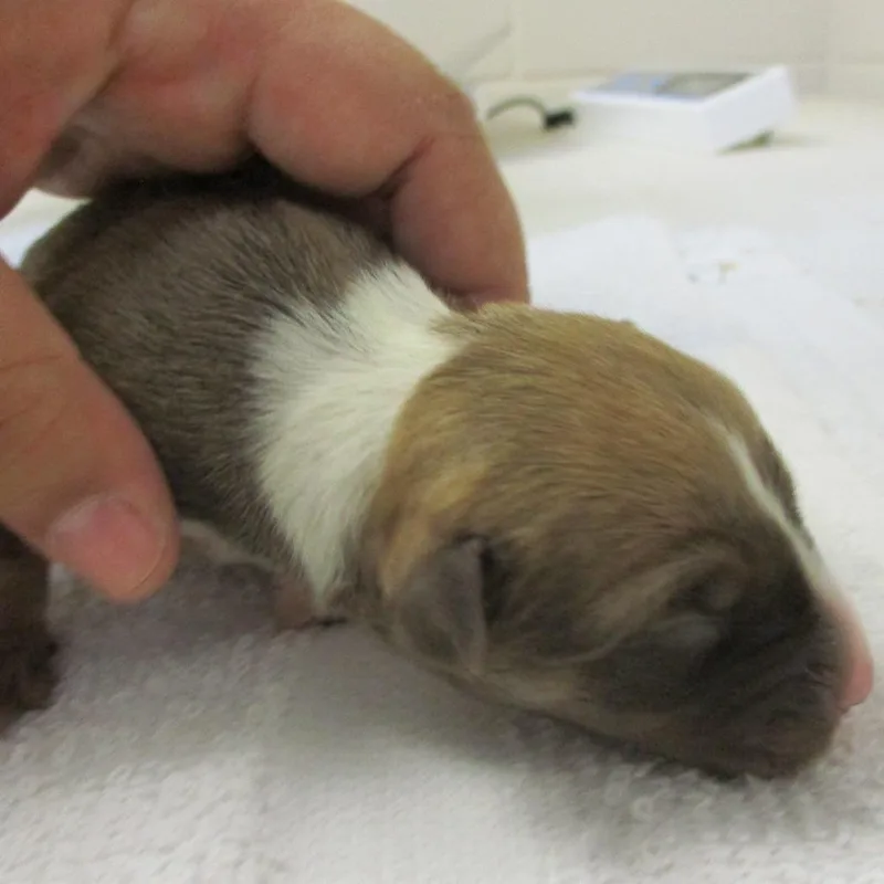 A baby medium-sized female Mixed Breed dog named Latte for adoption in Las Cruces, NM