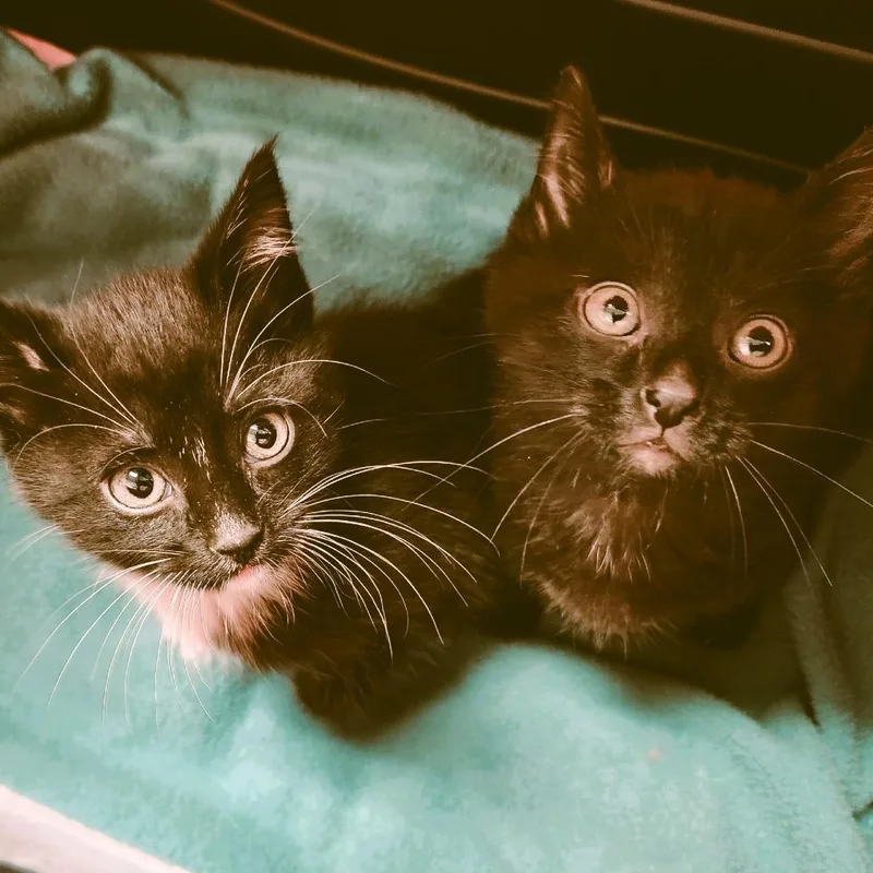 A baby small-sized male Domestic Short Hair cat named Freddy for adoption in Fairfax, VA