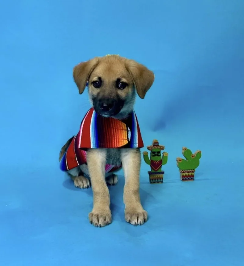 A baby large-sized male Tricolor (Brown, Black, & White) German Shepherd Dog dog named Comanche for adoption in Alvin, TX