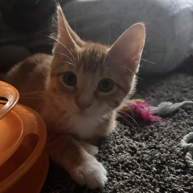 A baby small-sized male Orange / Red Domestic Medium Hair cat named Oliver C for adoption in Princeton, MN