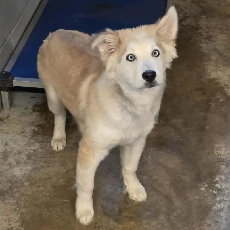 A baby medium-sized male White / Cream Husky dog named Ct Nimbus for adoption in Eastford, CT