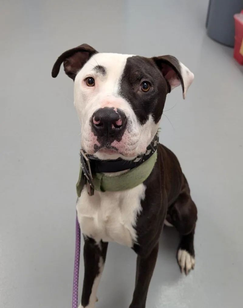 An adult medium-sized male Terrier dog named Smurf for adoption in Hartsville, SC