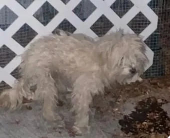 An adult medium-sized female Maltese dog named Molly for adoption in Tracy, CA