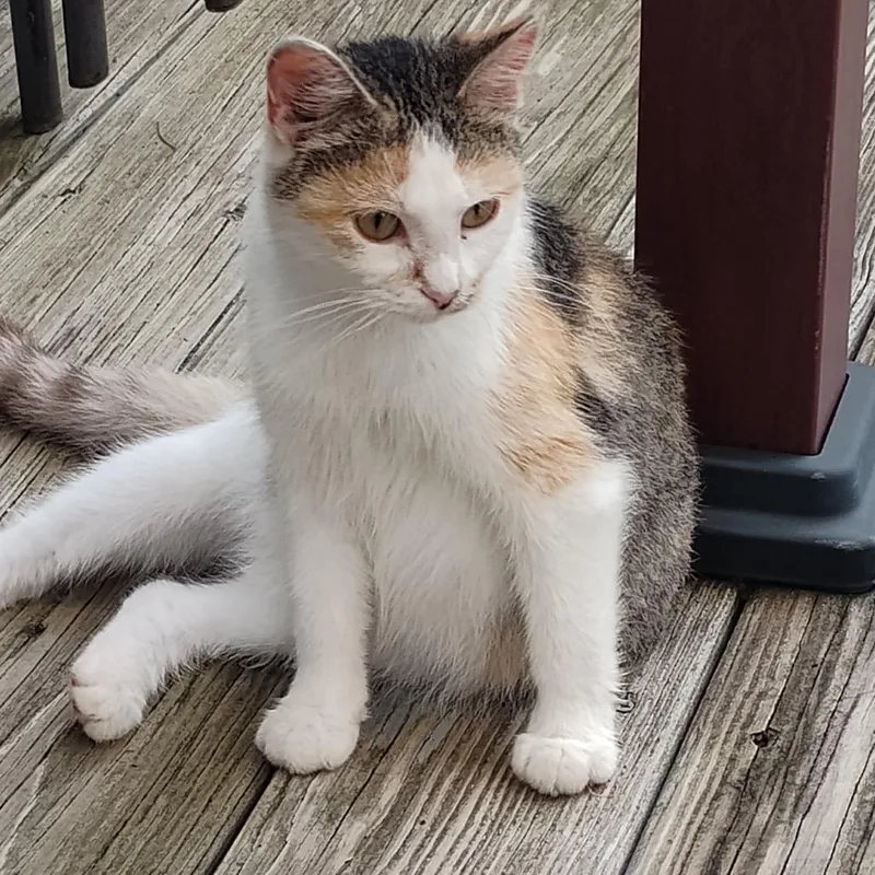 A young small-sized female White Domestic Short Hair cat named Found Mabel for adoption in Rochester, MN
