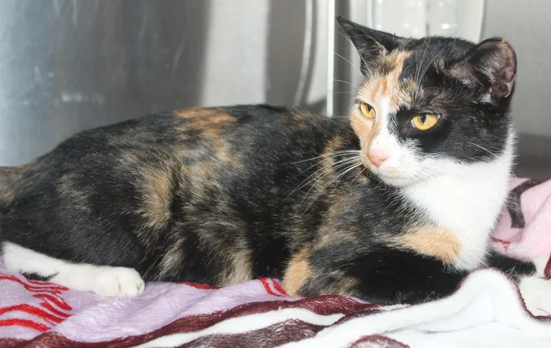 A young medium-sized female Domestic Short Hair cat named Nicole for adoption in Prattville, AL