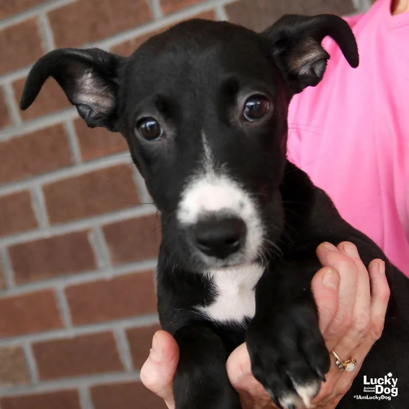 Emmagene thumbnail 3