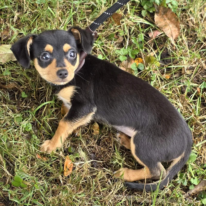 A young small-sized female Mixed Breed dog named Michelle for adoption in Greensboro, NC