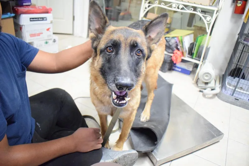 An adult large-sized female German Shepherd Dog dog named Payton for adoption in Pahrump, NV