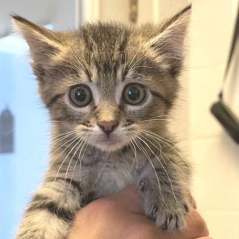 A baby small-sized male Brown / Chocolate Domestic Short Hair cat named Noah for adoption in Albert Lea, MN
