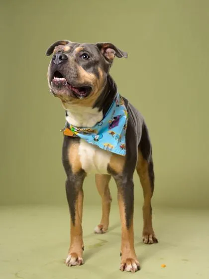 An adult large-sized male Pit Bull Terrier dog named Hulk for adoption in Atlanta, GA