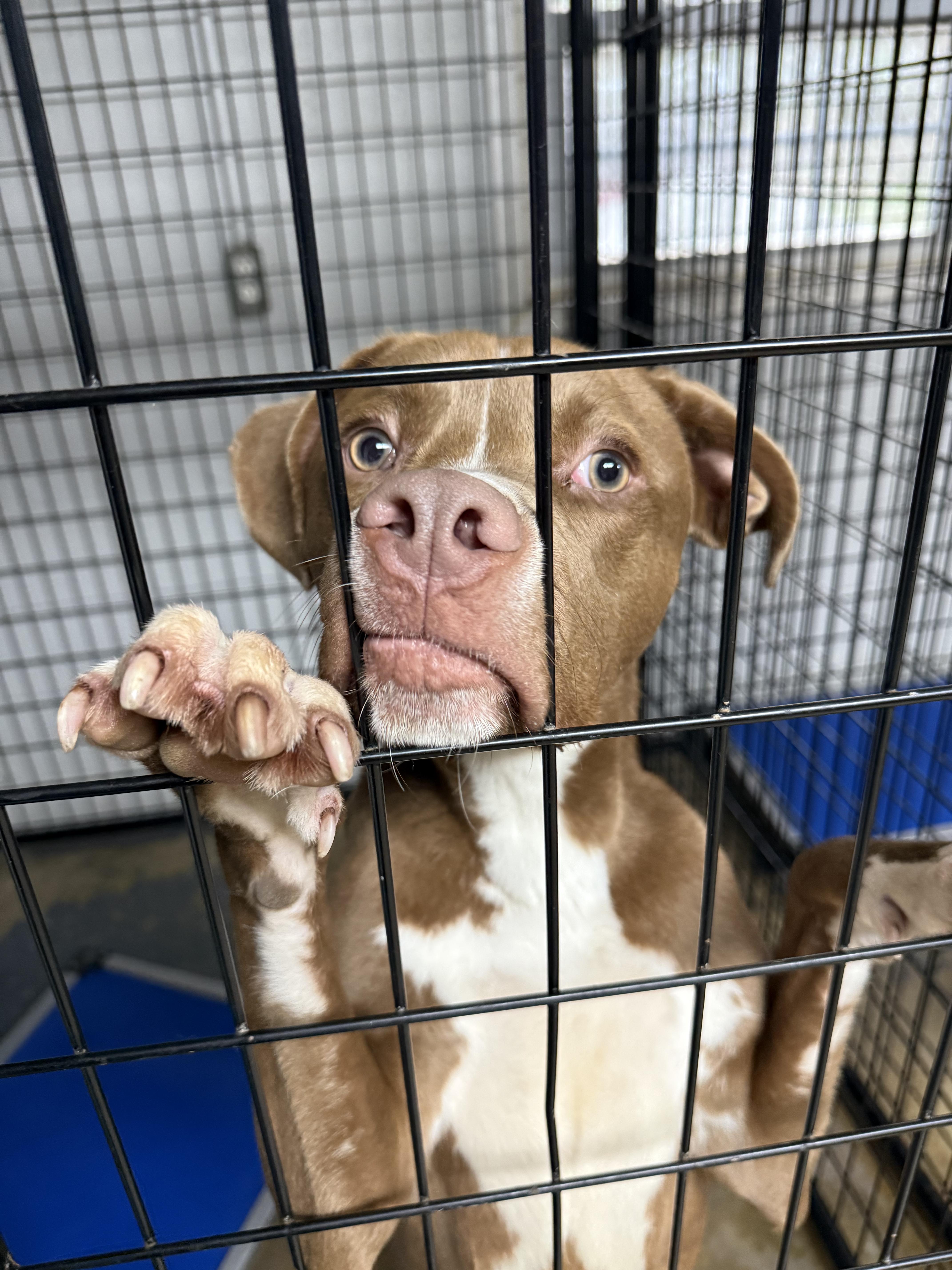 A young medium-sized male Boxer dog named Nolan for adoption in Ona, WV