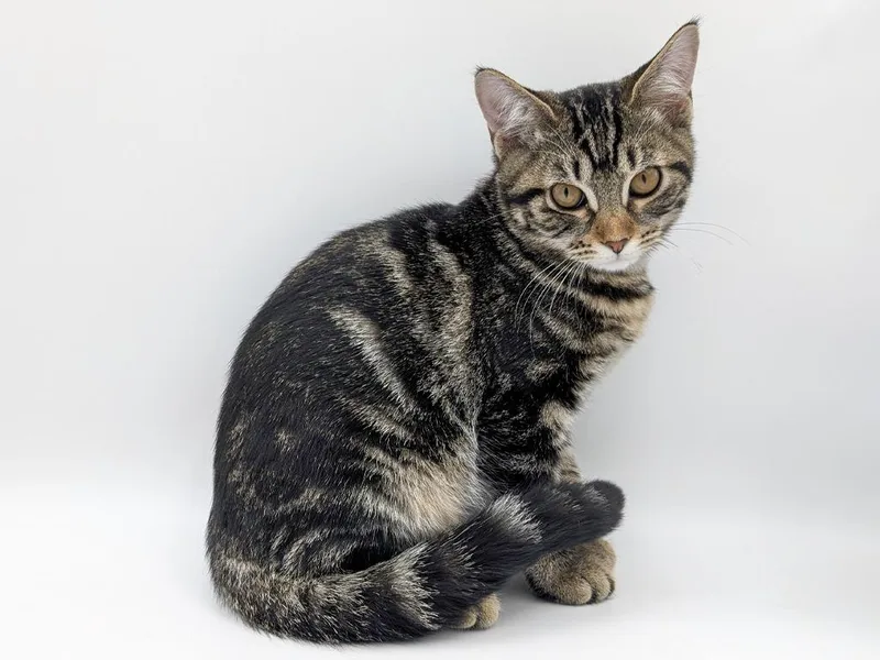 A baby small-sized female Domestic Short Hair cat named Xavia for adoption in Powell, OH