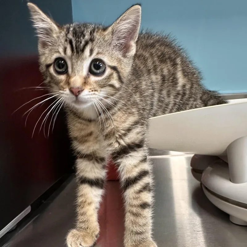 A baby small-sized female Brown / Chocolate Domestic Short Hair cat named Piper for adoption in Mount Vernon, IN