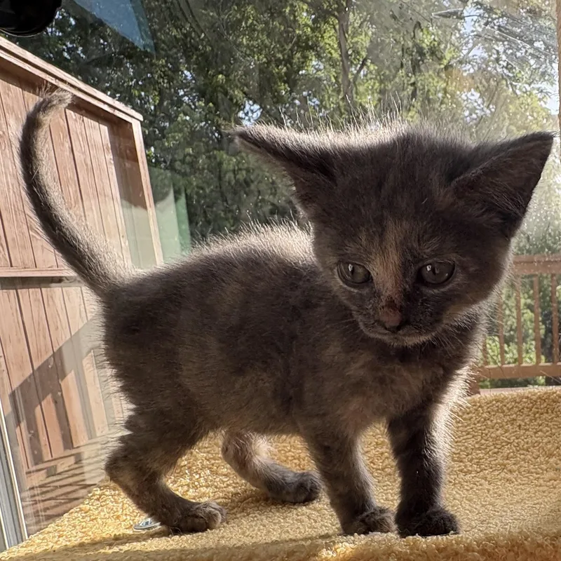 A baby medium-sized female Domestic Short Hair cat named Solana for adoption in Lemoyne, PA