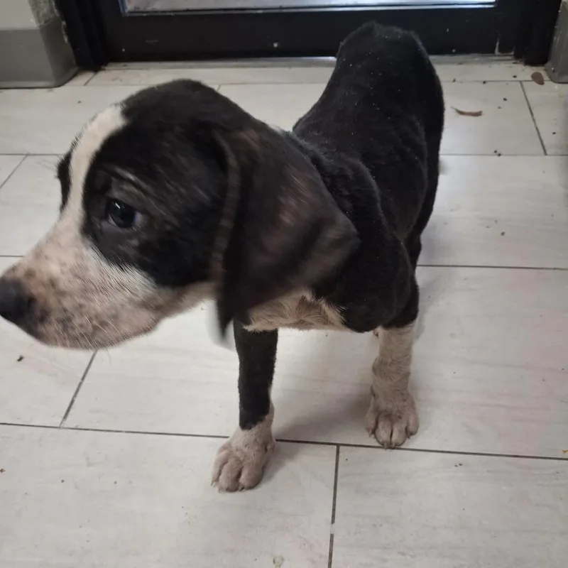 A baby small-sized female Black Mixed Breed dog named Malinche for adoption in Lufkin, TX