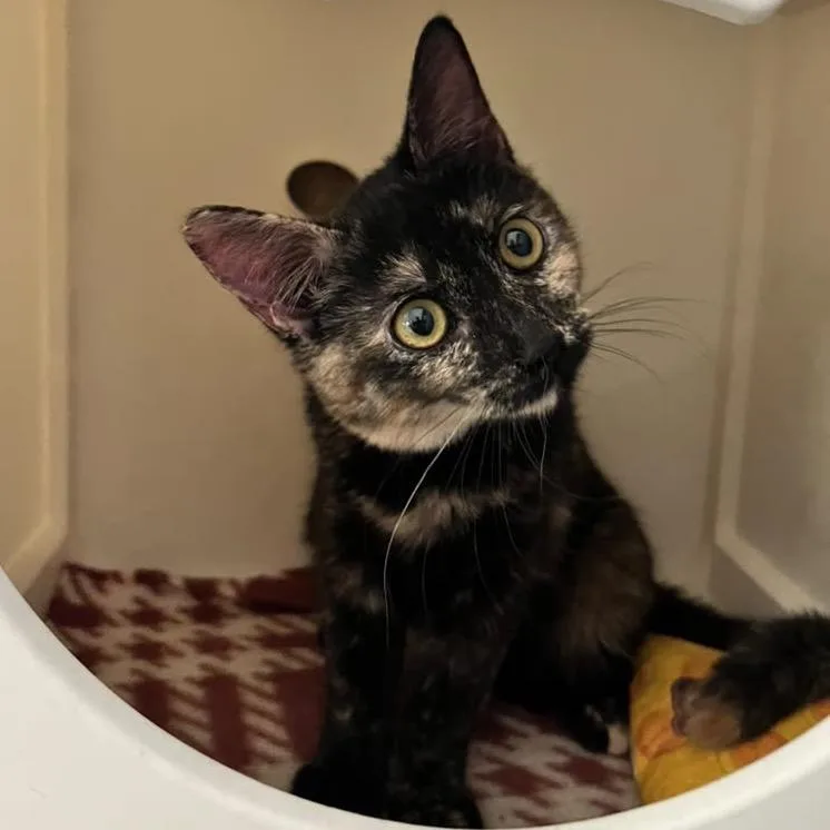 A baby small-sized female Tortoiseshell Domestic Short Hair cat named Cinnamon for adoption in Laredo, TX
