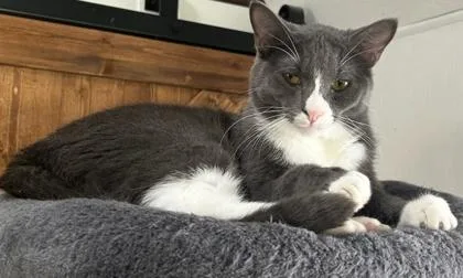 An adult medium-sized male Domestic Short Hair cat named Boots for adoption in Cecil, WI