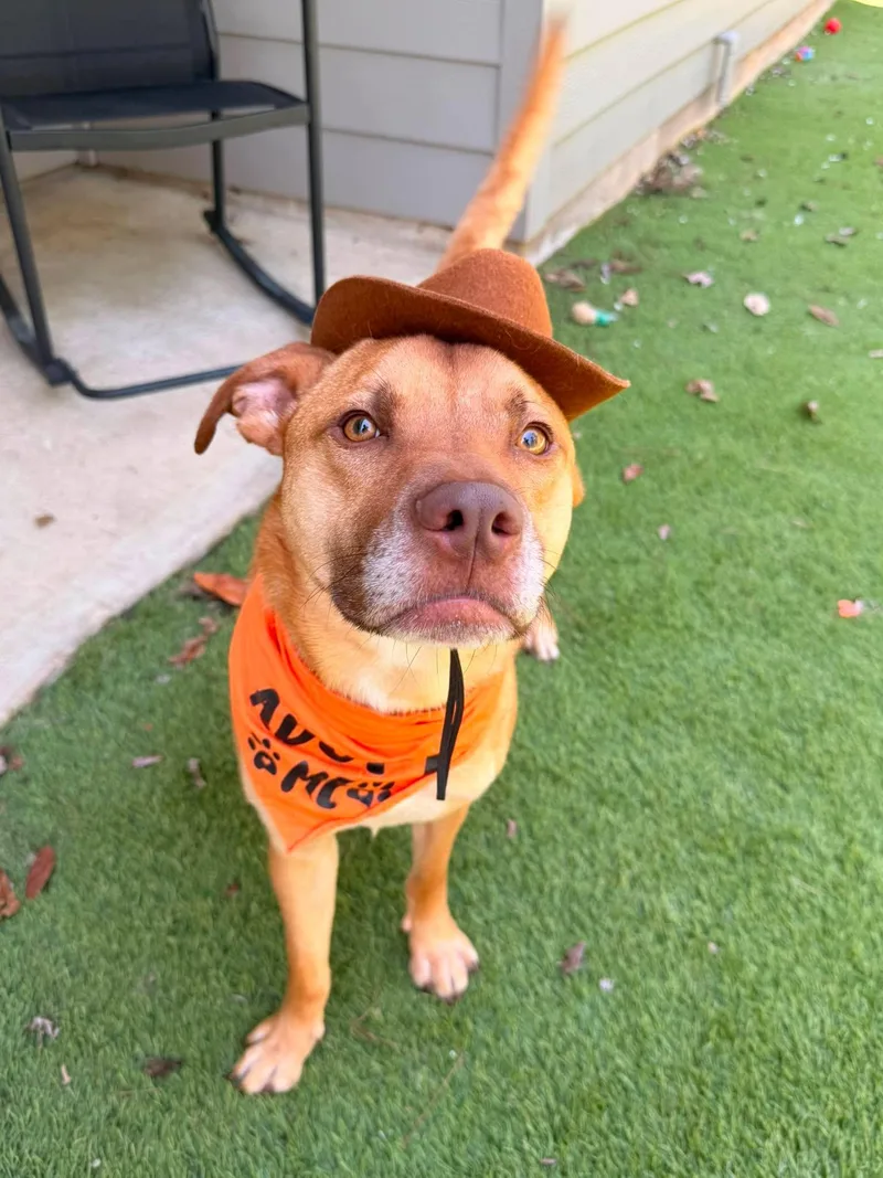 An adult medium-sized male Red / Chestnut / Orange Labrador Retriever dog named Peanut for adoption in Spring, TX