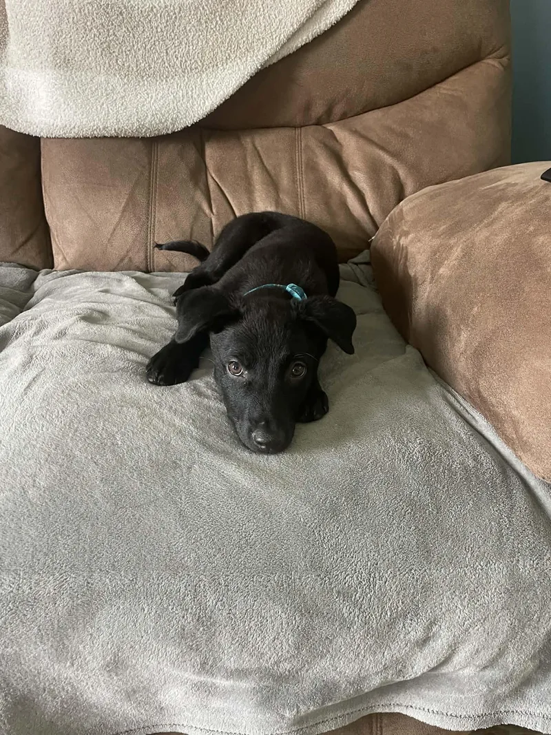 A young medium-sized male Labrador Retriever dog named Cooper for adoption in Springville, NY