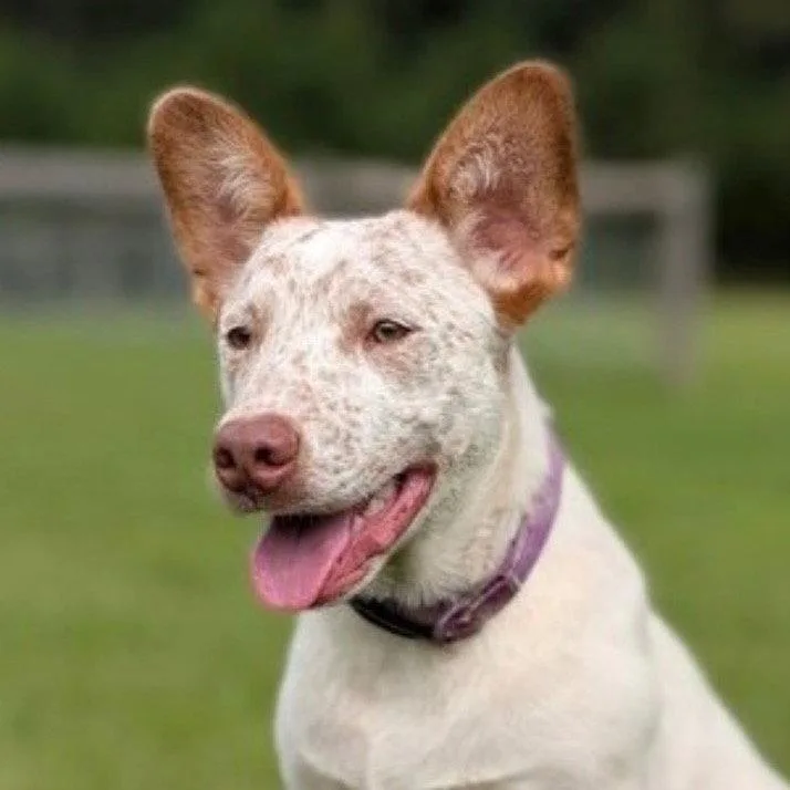 A young medium-sized male Australian Cattle Dog / Blue Heeler dog named Chucky for adoption in Bloomfield, CT