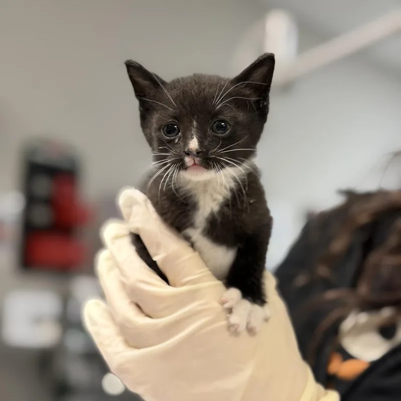 A baby small-sized male Black Domestic Short Hair cat named Mini Penne for adoption in Houston, TX