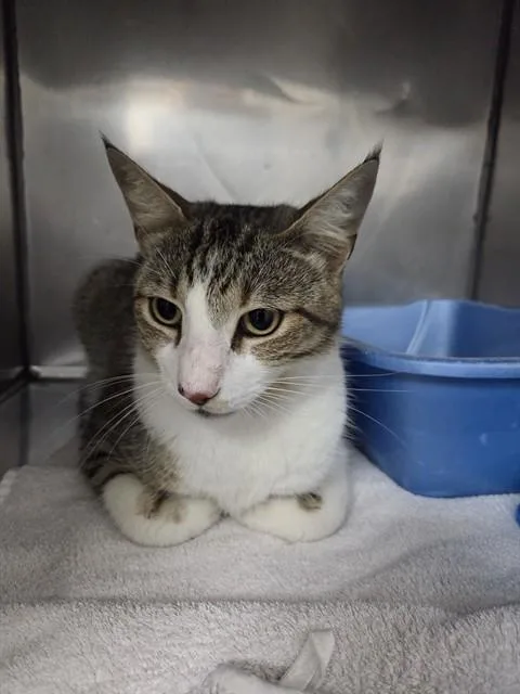 A young medium-sized male Domestic Short Hair cat named Houston for adoption in Killeen, TX