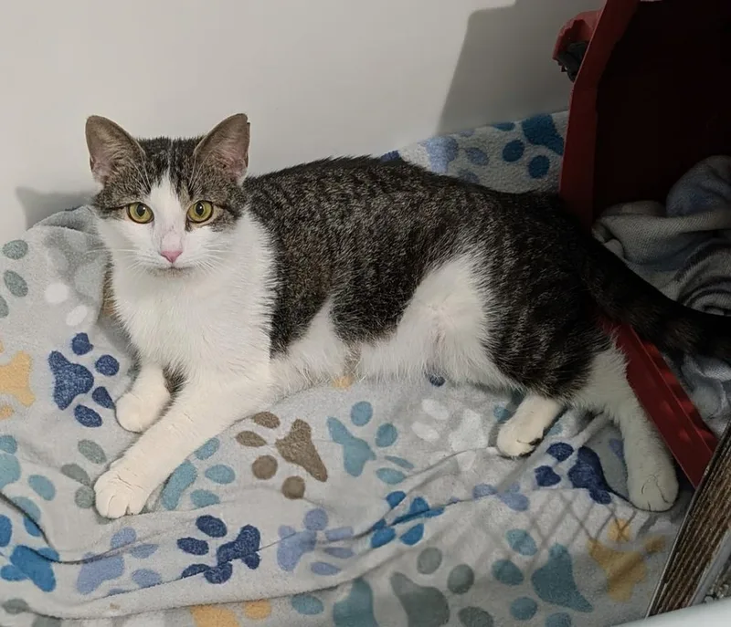 A young medium-sized female Domestic Short Hair cat named Chicken for adoption in Florence, SC