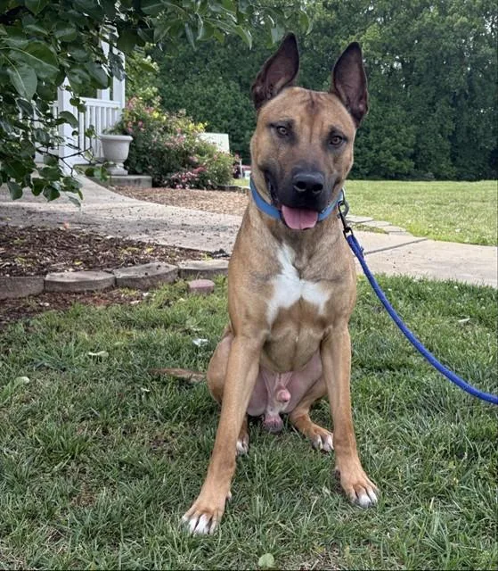 A young large-sized male Belgian Shepherd / Malinois dog named Miller for adoption in Statesville, NC