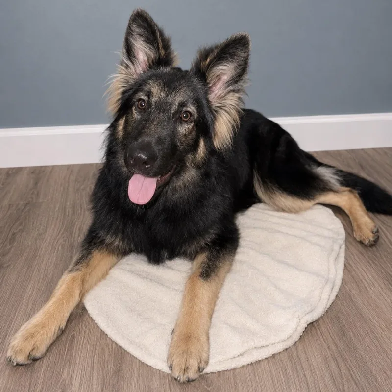 A young medium-sized male Black Shepherd dog named Finn for adoption in Normal, IL