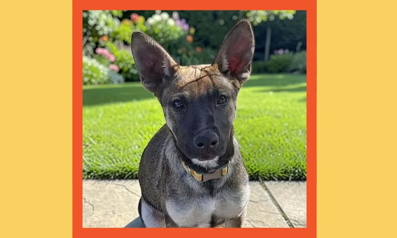 A baby medium-sized female Mixed Breed dog named Oakley for adoption in San Francisco, CA
