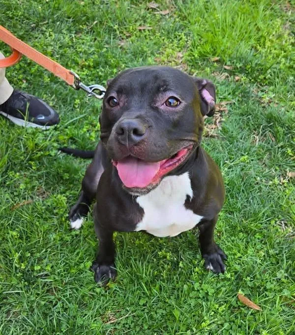 A young medium-sized female Pit Bull Terrier dog named Zoie for adoption in Millersville, MD