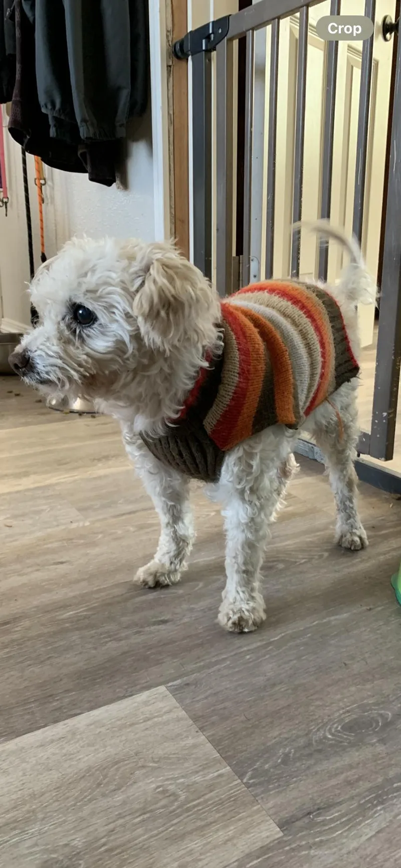 A senior small-sized male Maltipoo dog named Peanut for adoption in Selah, WA