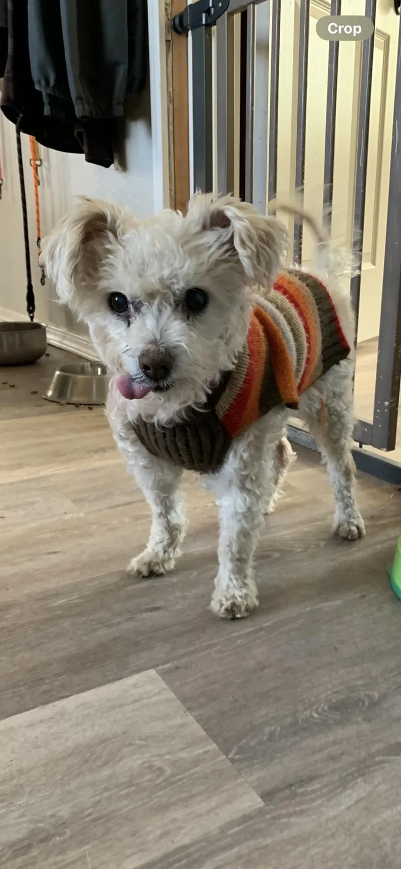 Peanut thumbnail 3