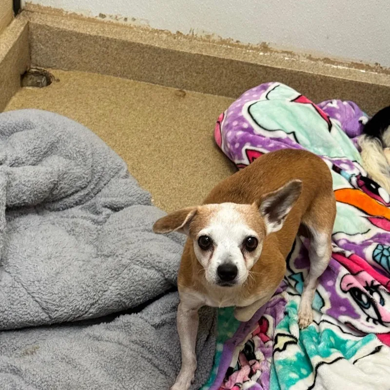 A senior small-sized female Yellow / Tan / Blond / Fawn Chihuahua dog named Calista By Appointment Costa for adoption in Chino Hills, CA
