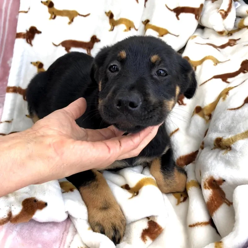 A baby medium-sized female Tricolor (Brown, Black, & White) Labrador Retriever dog named Talia for adoption in Conroe, TX