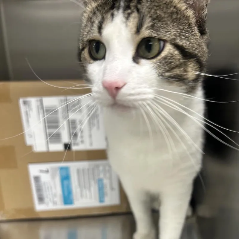 An adult large-sized male Black Domestic Medium Hair cat named Curtis for adoption in East Smithfield , PA
