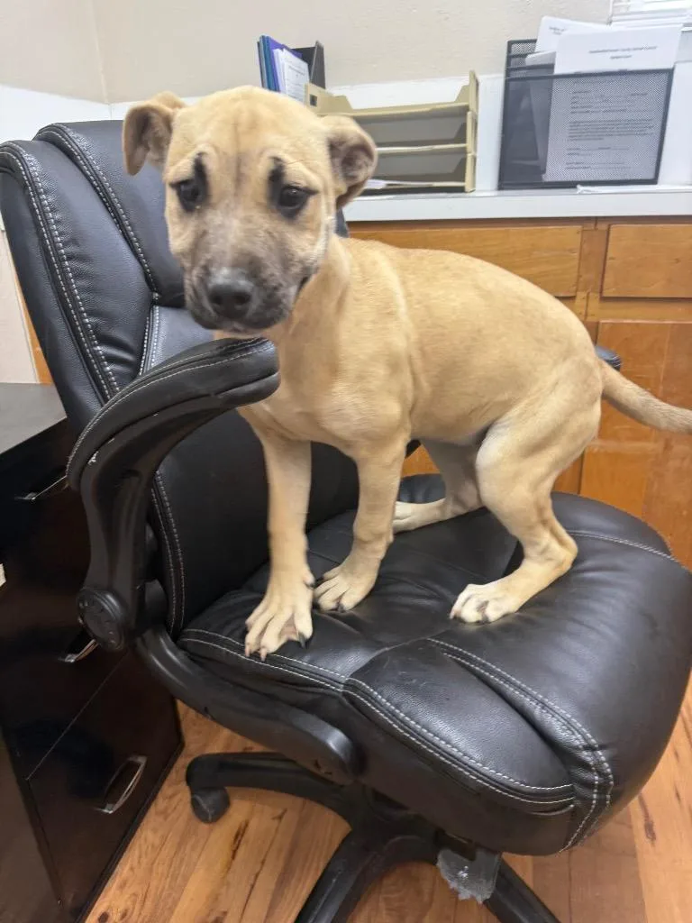 A baby small-sized female Mountain Cur dog named Shelly for adoption in Fayetteville, TN