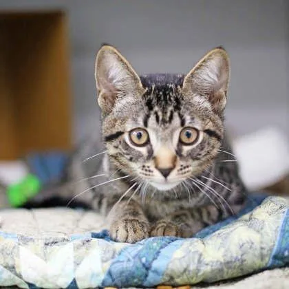 A baby small-sized male Gray / Blue / Silver Domestic Short Hair cat named Jojo for adoption in Atlanta, GA