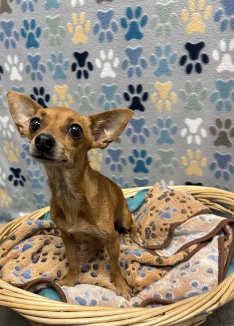 Chiquita